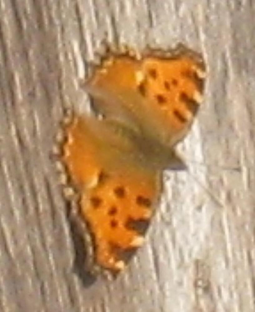 Grande Tortue (La), Vanesse de l'Orme (La), Grand- Nymphalis polychloros (Linnaeus, 1758)
