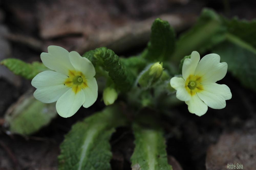 Primula L., 1753