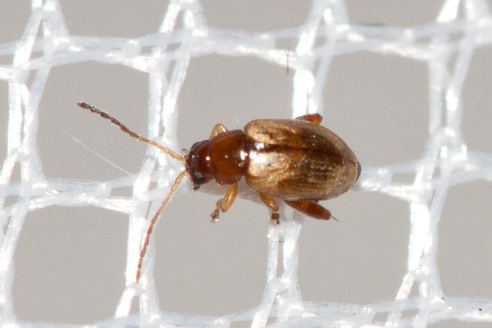 Chrysomèles Chrysomelidae Latreille, 1802