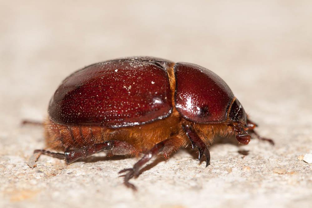  Pentodon bidens (Pallas, 1771)