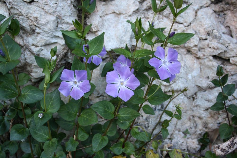Grande pervenche Vinca major L., 1753
