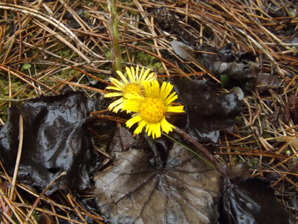 Tussilage, Pas-d'âne, Herbe de saint Quirin Tussilago farfara L., 1753