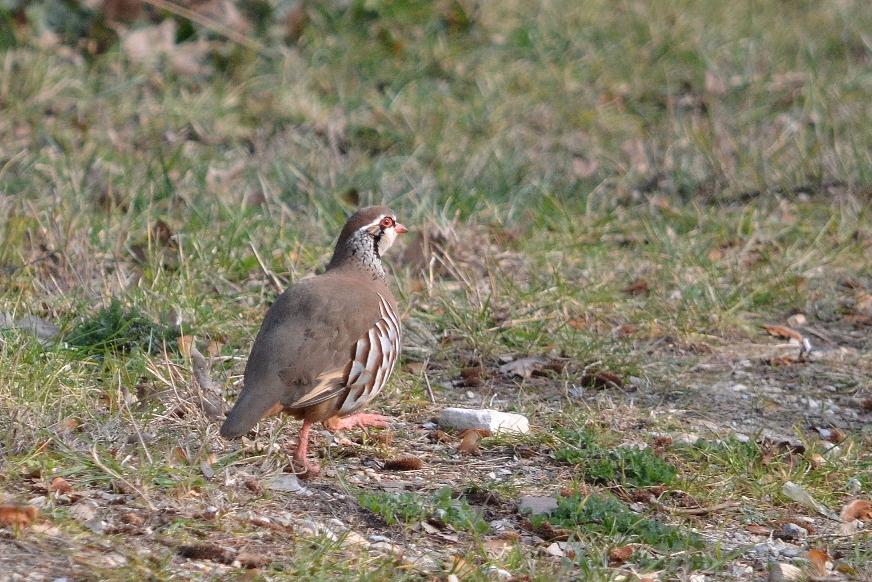 Perdrix rouge Alectoris rufa (Linnaeus, 1758)