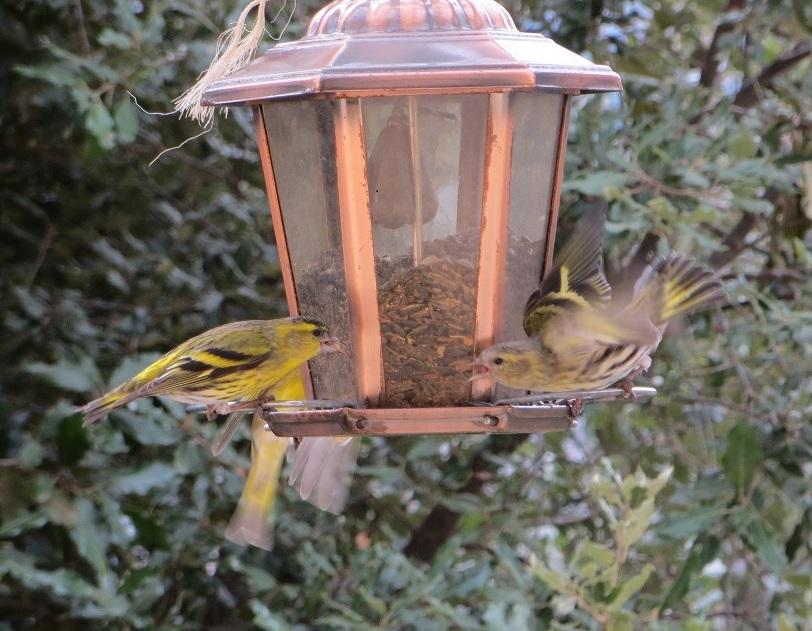 Tarin des aulnes Carduelis spinus (Linnaeus, 1758)