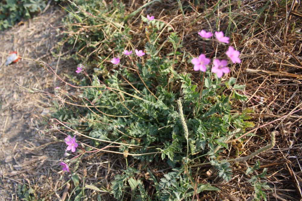 Érodium acaule Erodium acaule (L.) Bech. & Thell., 1928