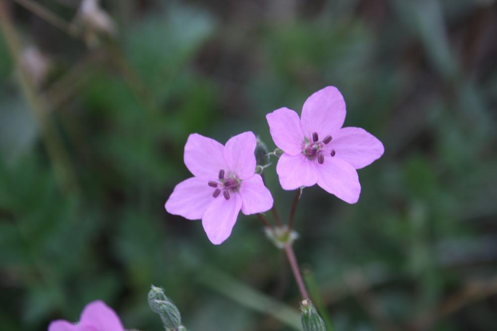 Érodium acaule Erodium acaule (L.) Bech. & Thell., 1928