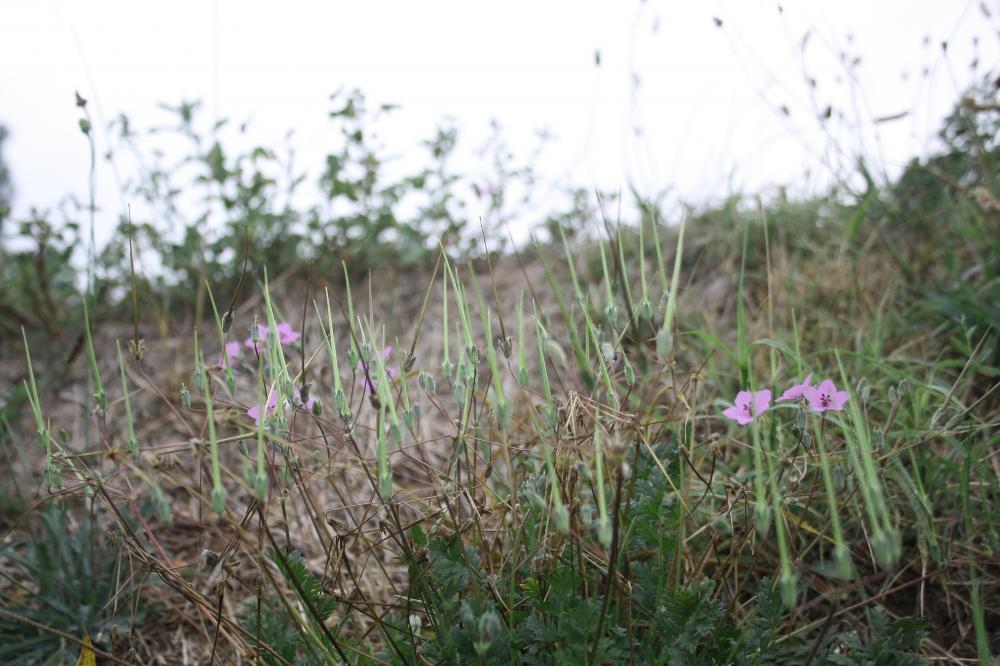 Érodium acaule Erodium acaule (L.) Bech. & Thell., 1928
