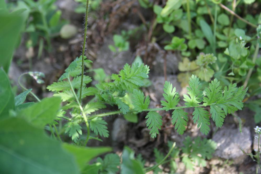 Érodium acaule Erodium acaule (L.) Bech. & Thell., 1928