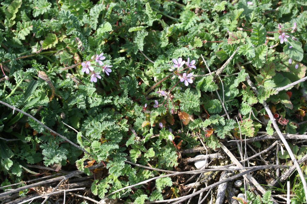 Érodium à feuilles de cigue, Bec de grue, Cicutair Erodium cicutarium (L.) L'Hér., 1789