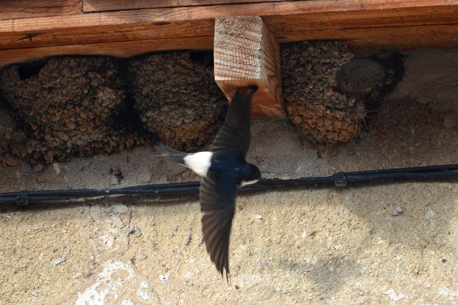Hirondelle de fenêtre Delichon urbicum (Linnaeus, 1758)
