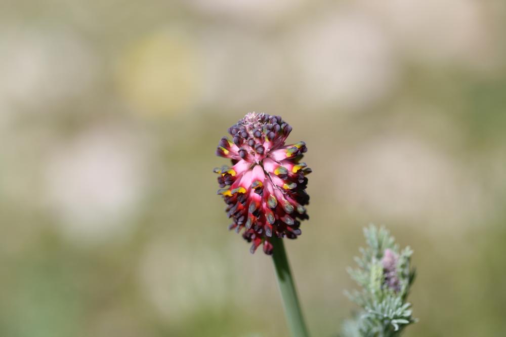 Fumeterre en épi Platycapnos spicata (L.) Bernh., 1833