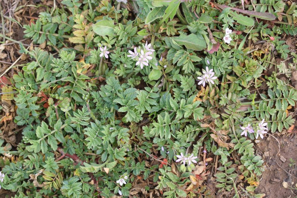 Bec de Cigogne musqué, Bec-de-grue musqué Erodium moschatum (L.) L'Hér., 1789