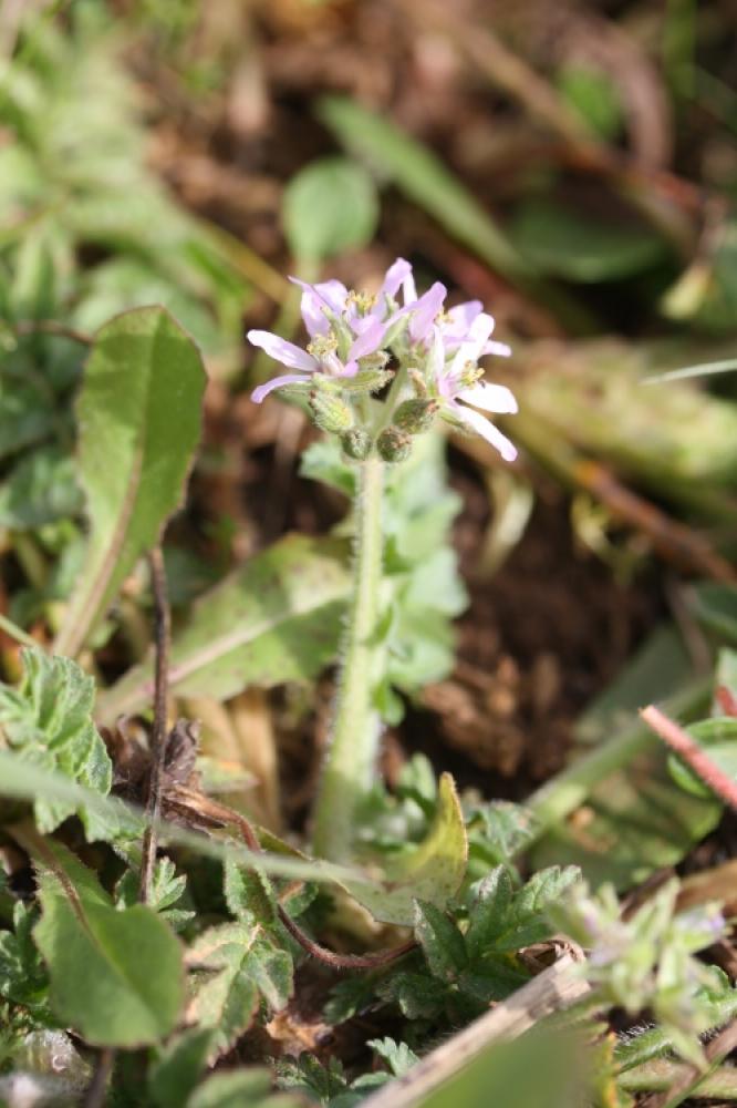 Bec de Cigogne musqué, Bec-de-grue musqué Erodium moschatum (L.) L'Hér., 1789