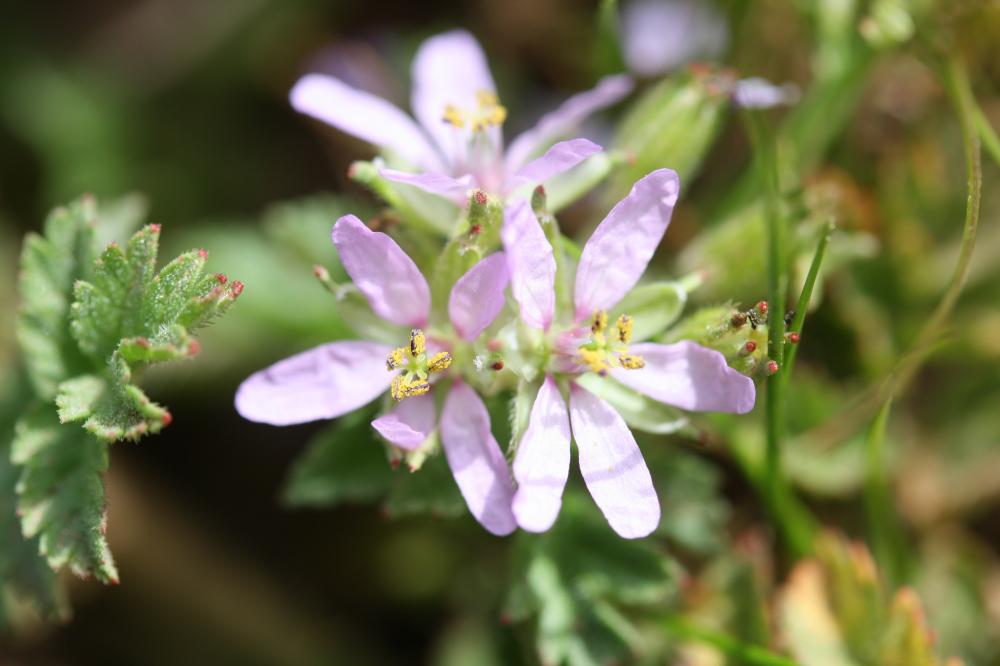 Le Bec de Cigogne musqué, Bec-de-grue musqué Erodium moschatum (L.) L'Hér., 1789