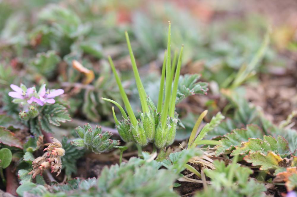 Bec de Cigogne musqué, Bec-de-grue musqué Erodium moschatum (L.) L'Hér., 1789