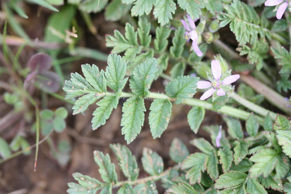 Bec de Cigogne musqué, Bec-de-grue musqué Erodium moschatum (L.) L'Hér., 1789