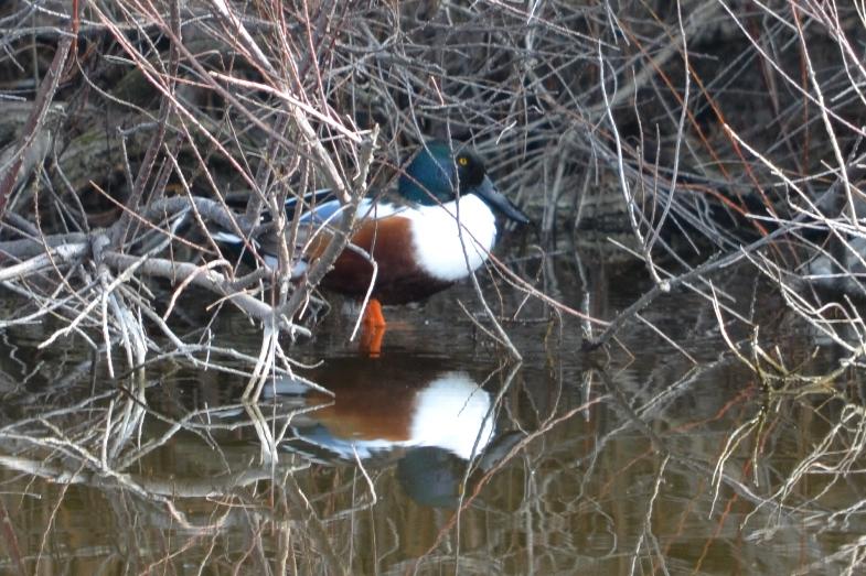 Canard souchet Spatula clypeata (Linnaeus, 1758)