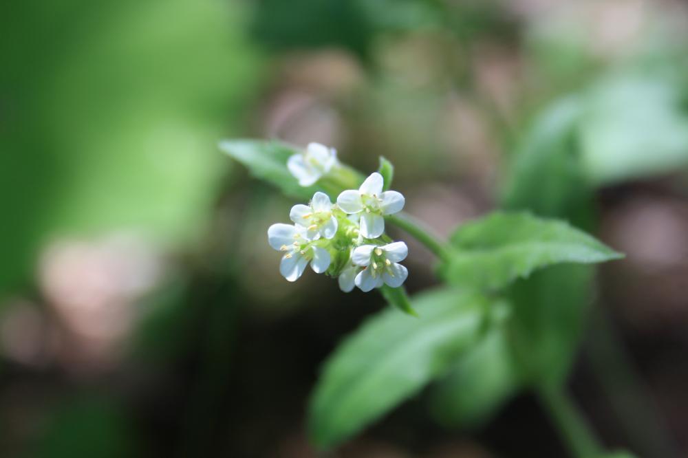 Arabette des Alpes, Corbeille-d'argent Arabis alpina L., 1753