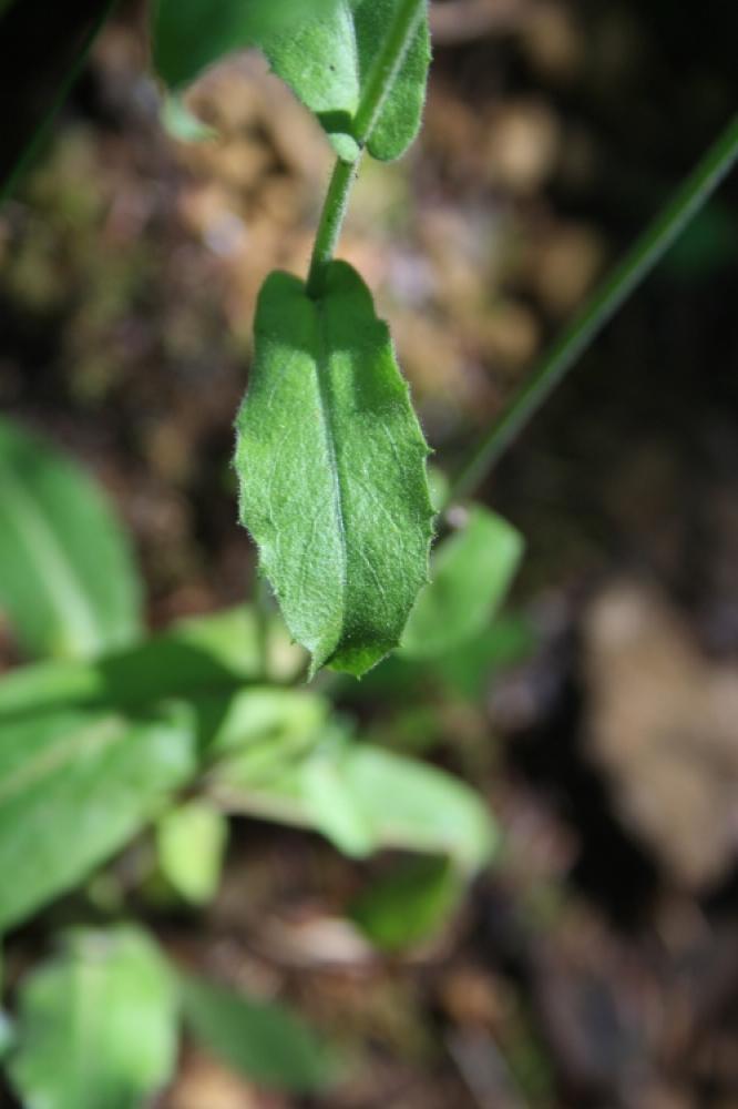Arabette des Alpes, Corbeille-d'argent Arabis alpina L., 1753