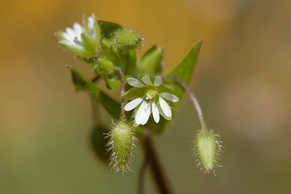 Mouron des oiseaux, Morgeline Stellaria media (L.) Vill., 1789