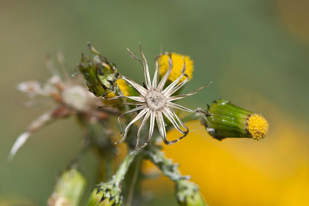 Séneçon commun Senecio vulgaris L., 1753