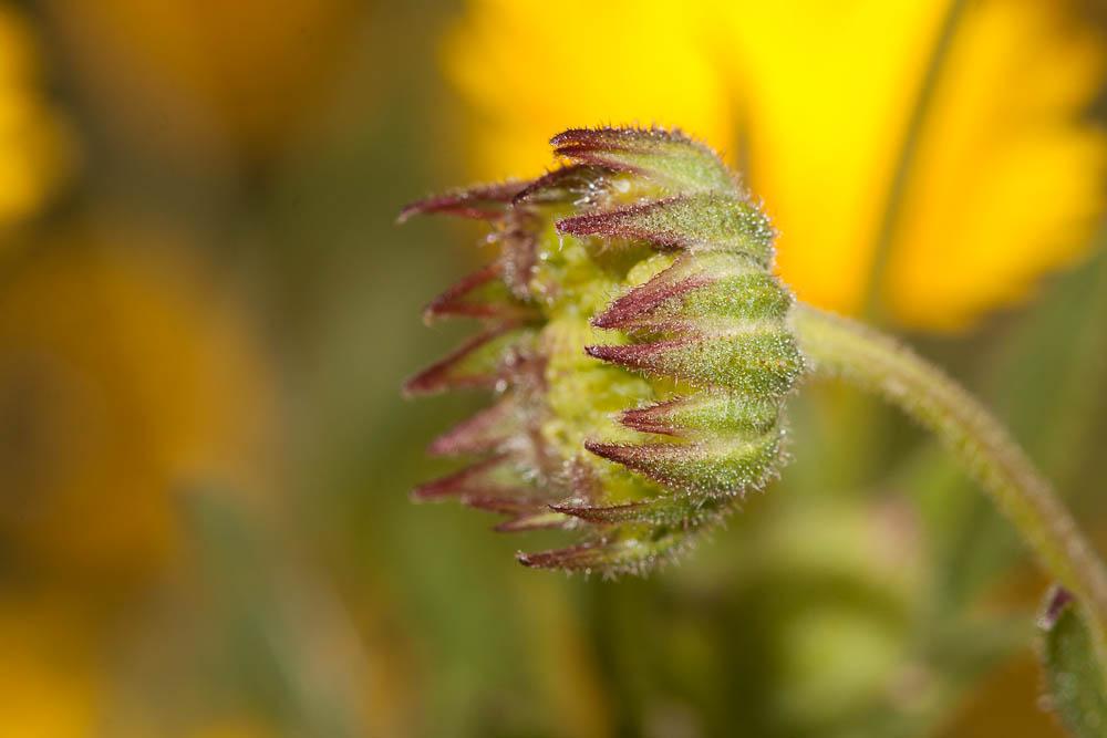 Souci des champs, Gauchefer Calendula arvensis L., 1763