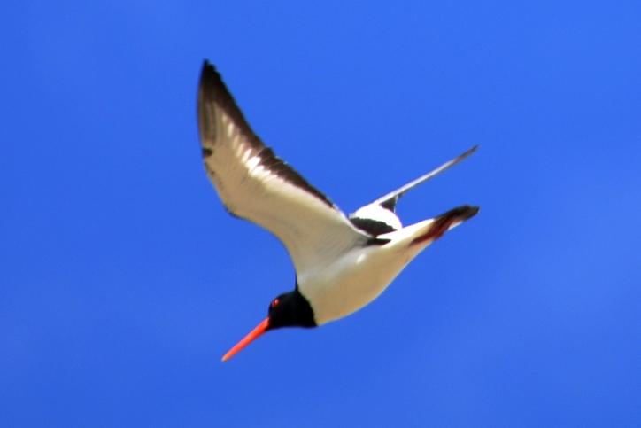 Huîtrier pie Haematopus ostralegus Linnaeus, 1758