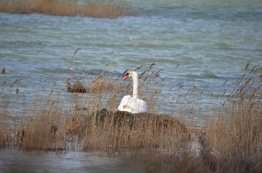 Cygne tuberculé Cygnus olor (Gmelin, 1803)
