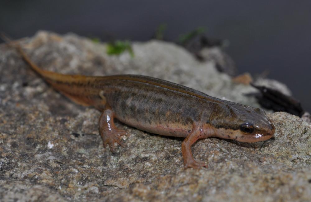 Triton palmé Lissotriton helveticus (Razoumowsky, 1789)