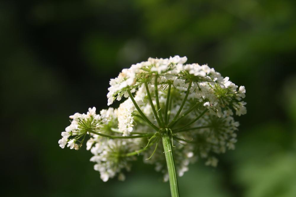 Oenanthe faux boucage Oenanthe pimpinelloides L., 1753