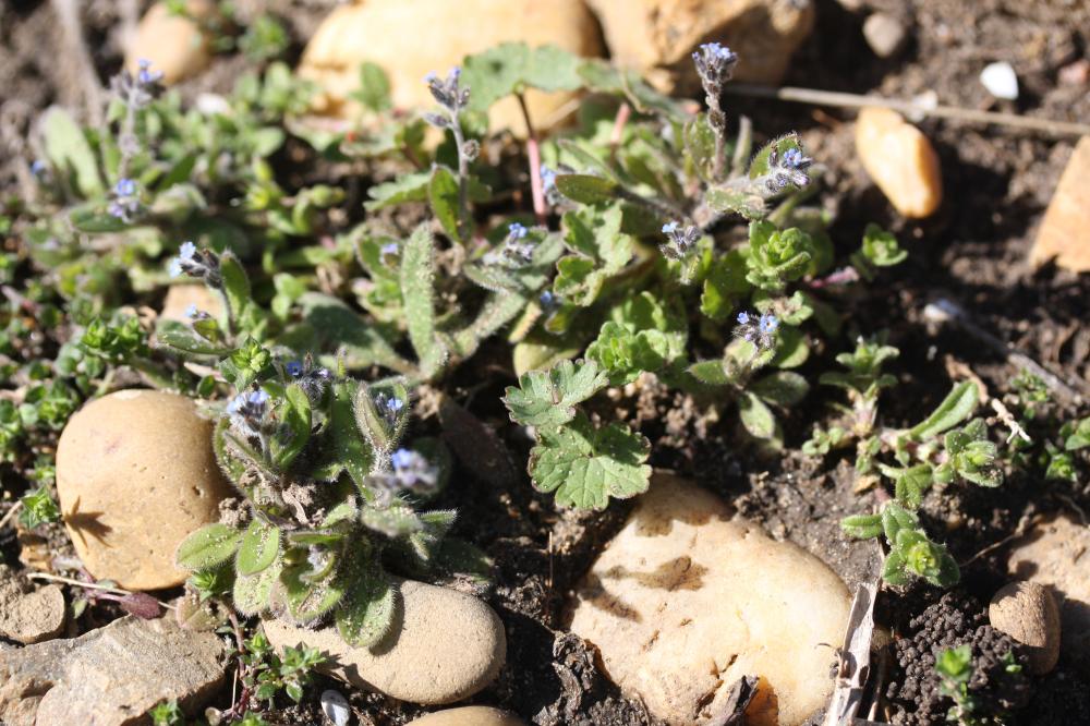 Myosotis des champs Myosotis arvensis (L.) Hill, 1764