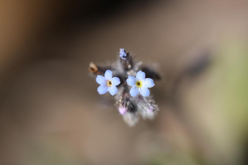 Myosotis des champs Myosotis arvensis (L.) Hill, 1764