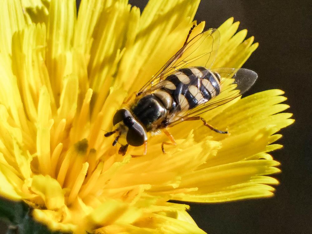 Le  sp. Eupeodes Osten Sacken, 1877 sp.
