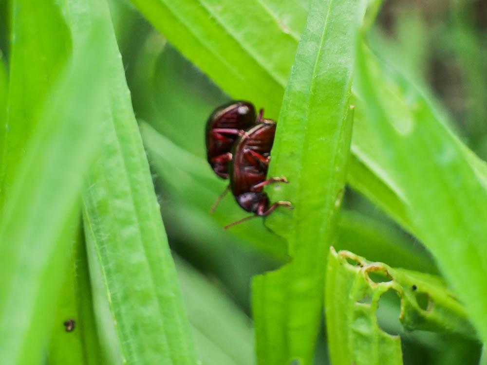 La  Chrysolina bankii (Fabricius, 1775)