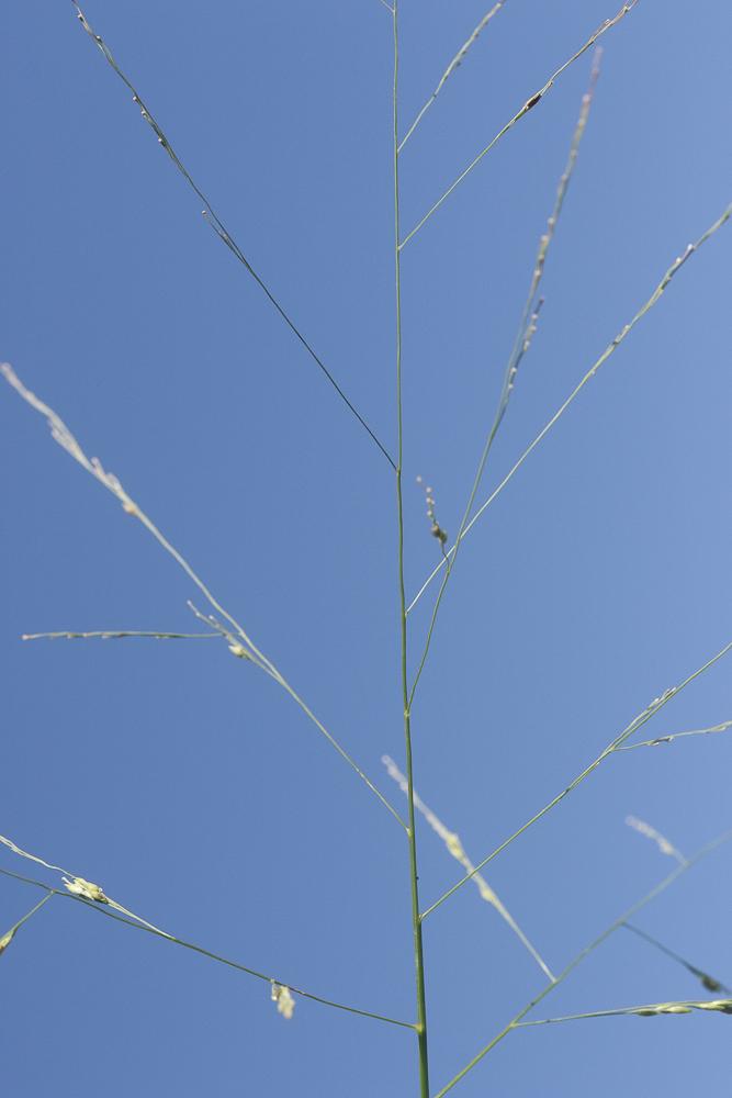 Panic à fleurs dichotomes, Panic dichotome Panicum dichotomiflorum Michx., 1803