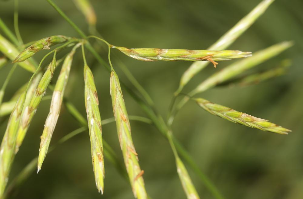 Brome sans arêtes Bromopsis inermis (Leyss.) Holub, 1973