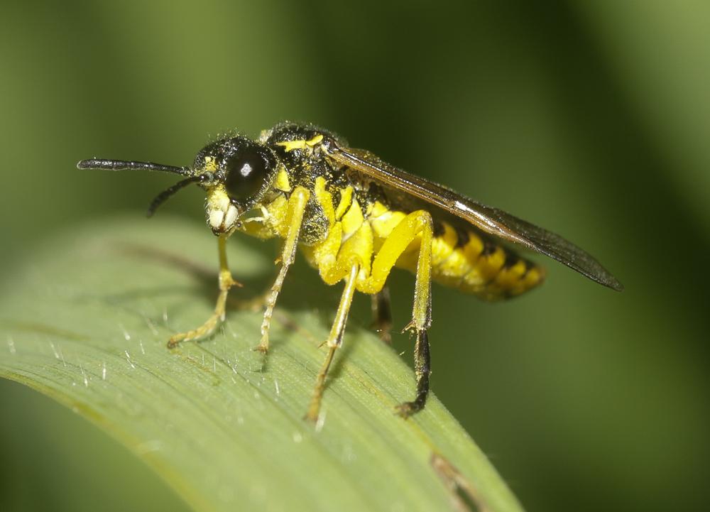 Le  Tenthredo notha Klug, 1817
