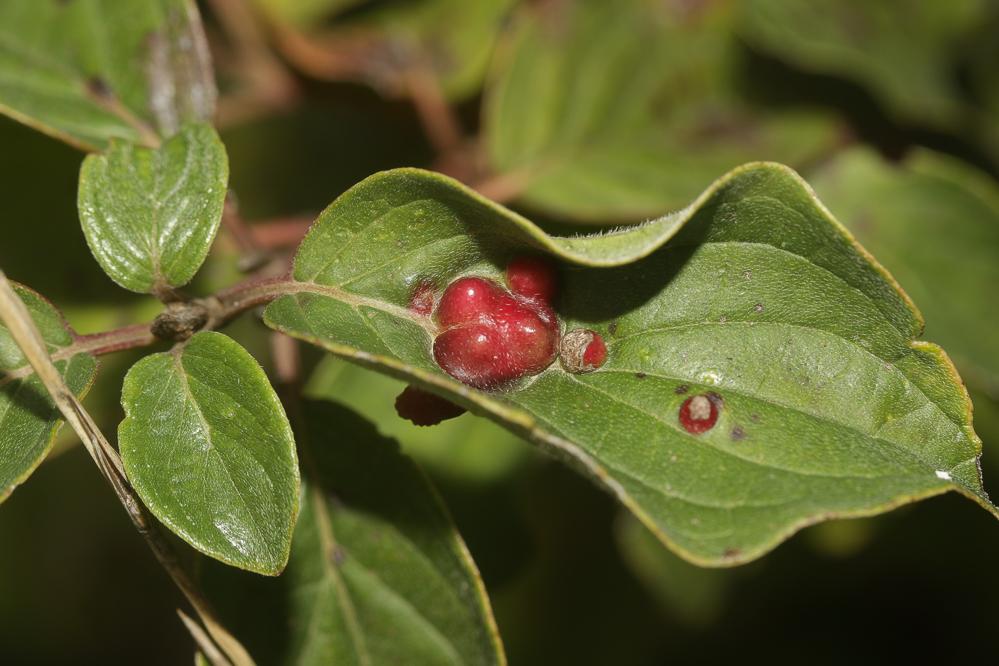 Craneiobia corni (Giraud, 1863)