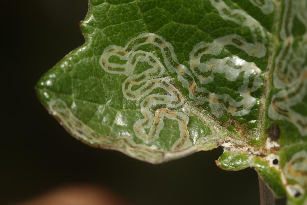  Phyllocnistis xenia M. Hering, 1936