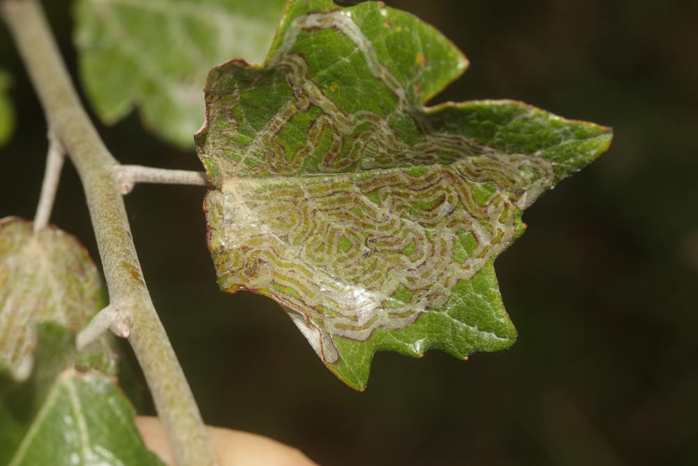  Phyllocnistis xenia M. Hering, 1936