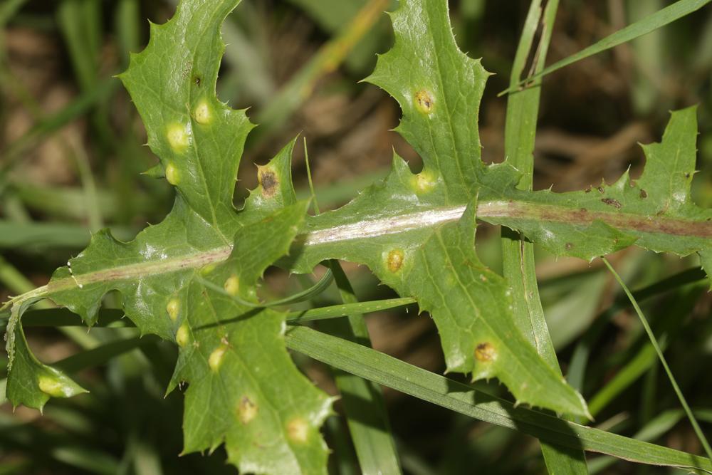  Cystiphora sonchi (Vallot, 1827)
