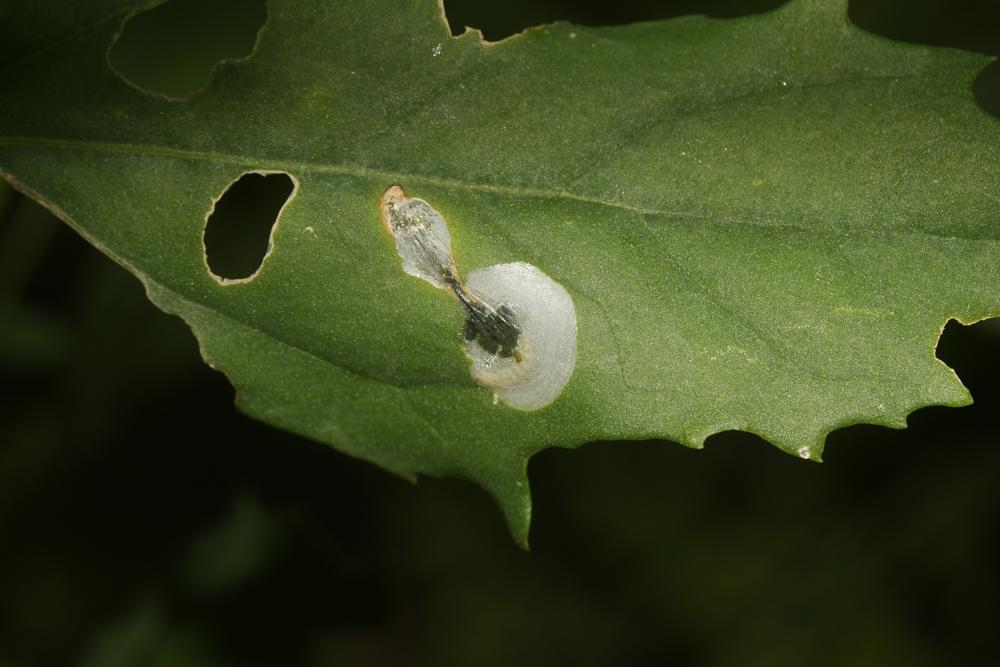  Chrysoesthia sexguttella (Thunberg & Wenner, 1794)