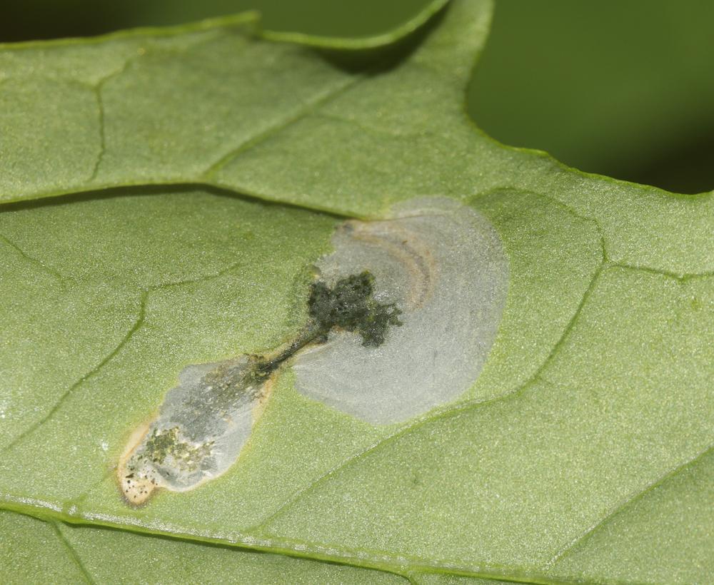  Chrysoesthia sexguttella (Thunberg & Wenner, 1794)