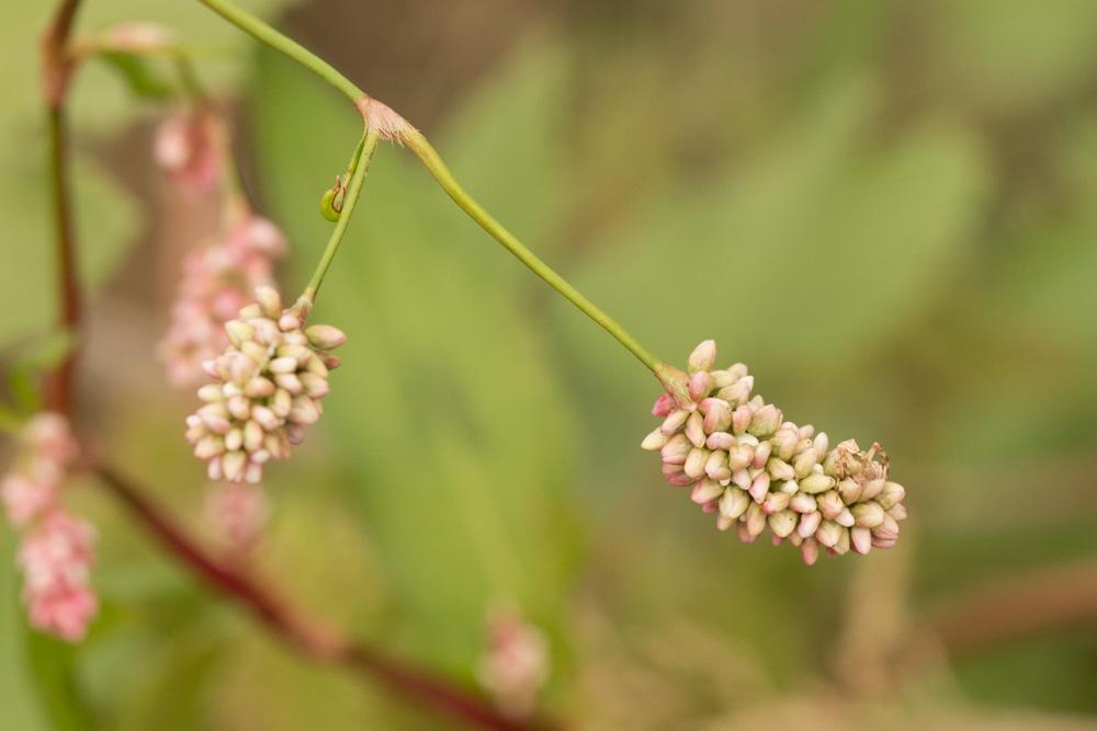 Renouée Persicaire Persicaria maculosa Gray, 1821