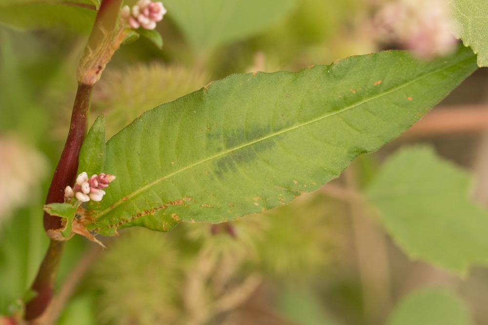 Renouée Persicaire Persicaria maculosa Gray, 1821