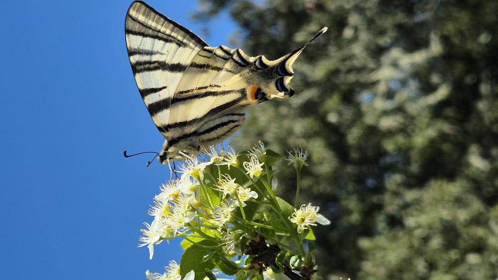 Flambé (Le) Iphiclides podalirius (Linnaeus, 1758)