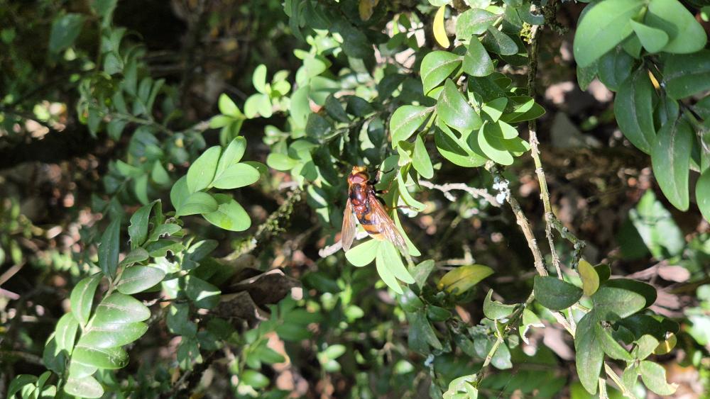 Le  Volucella inanis (Linnaeus, 1758)