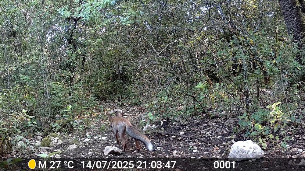 Le Renard roux Vulpes vulpes (Linnaeus, 1758)