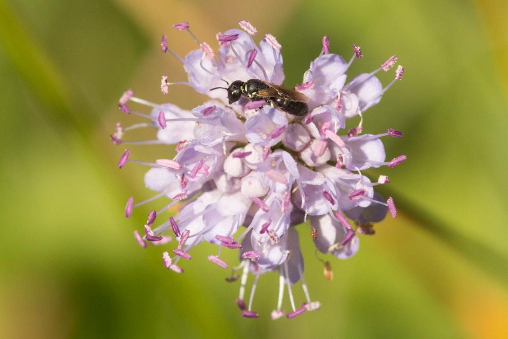  Hylaeus cornutus Curtis, 1831