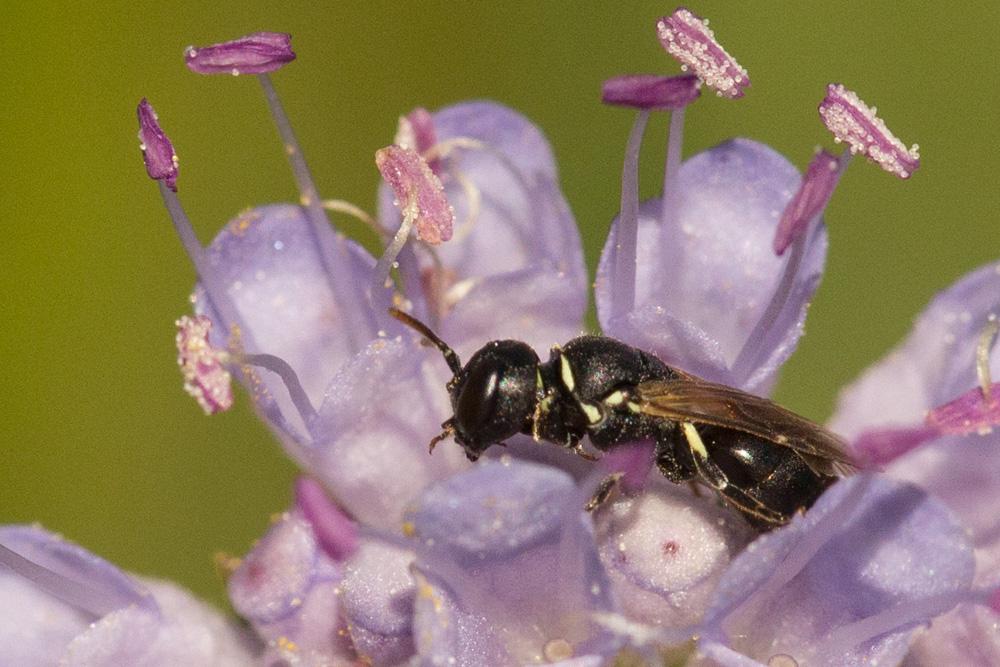  Hylaeus cornutus Curtis, 1831